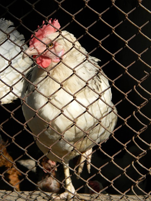 他的独特性 他的独特性